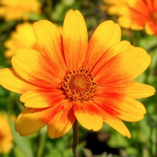 Heliopsis helianthoides 'Helios Sunset' - Kare päikesesilm 'Helios Sunset'